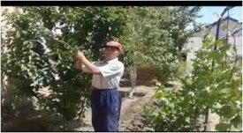 Жеміс пен көкөністі күтіп-баптау